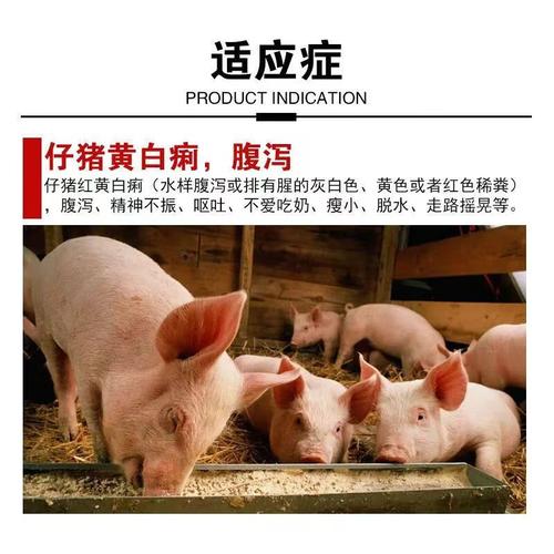 兽用恩诺沙星注射液猪牛羊肠炎细菌感染正品兽药仔猪腹泻小猪咳喘 恩