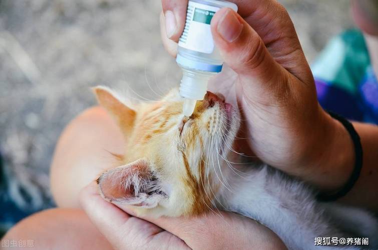 兽药的水很深?养猪拌料粉剂的用量,你知道多少?